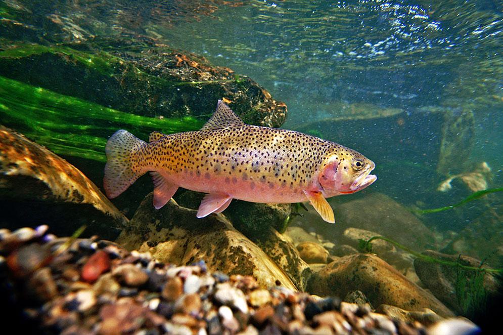Scientists Focus On Formation Of A Cold Water Climate Shield