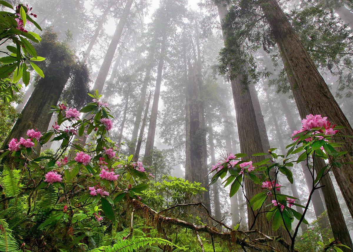 Climate Change Means Trouble For Coastal Redwood Forests