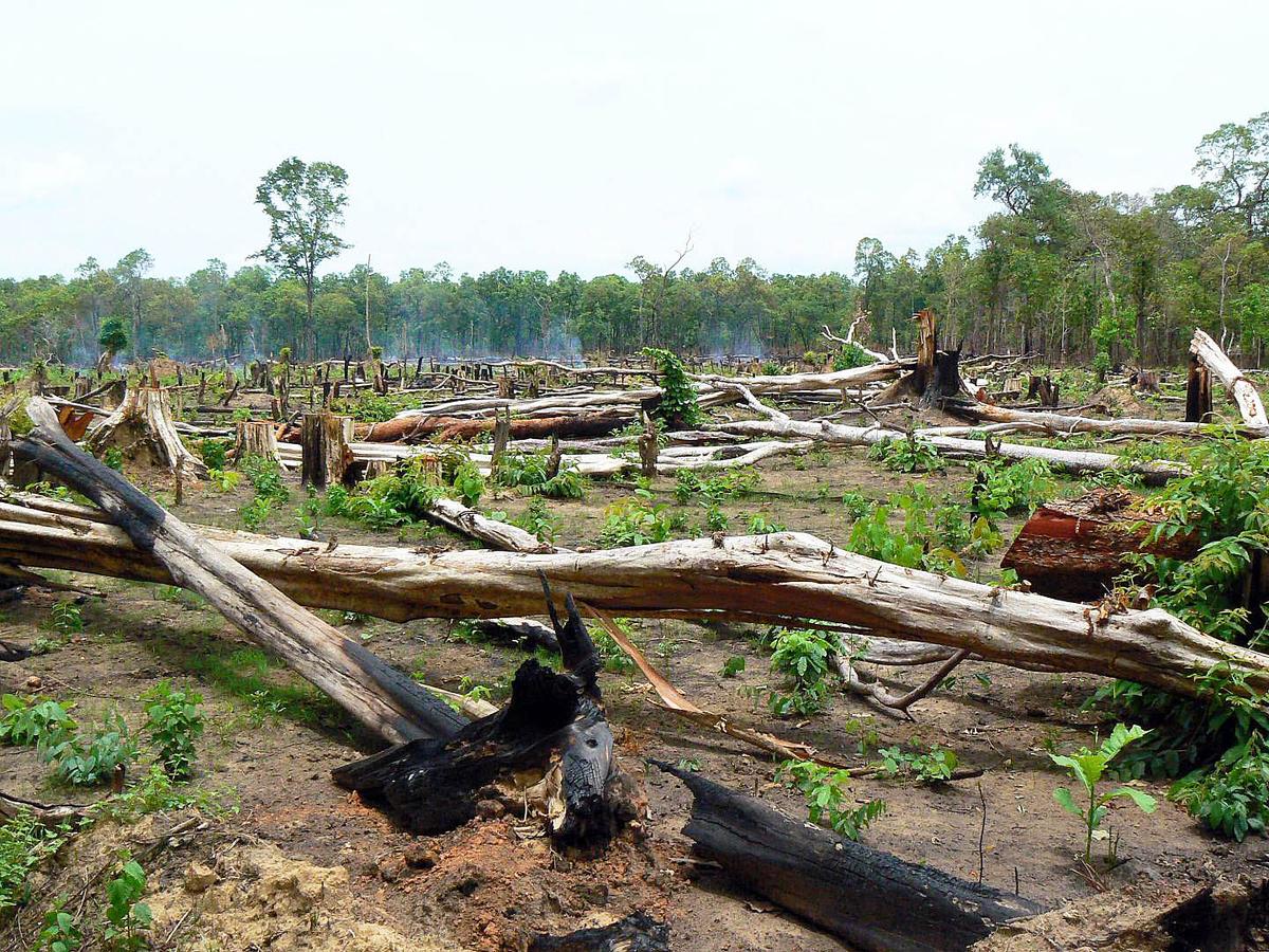 Protected Forests Being Lost At An Alarming Rate