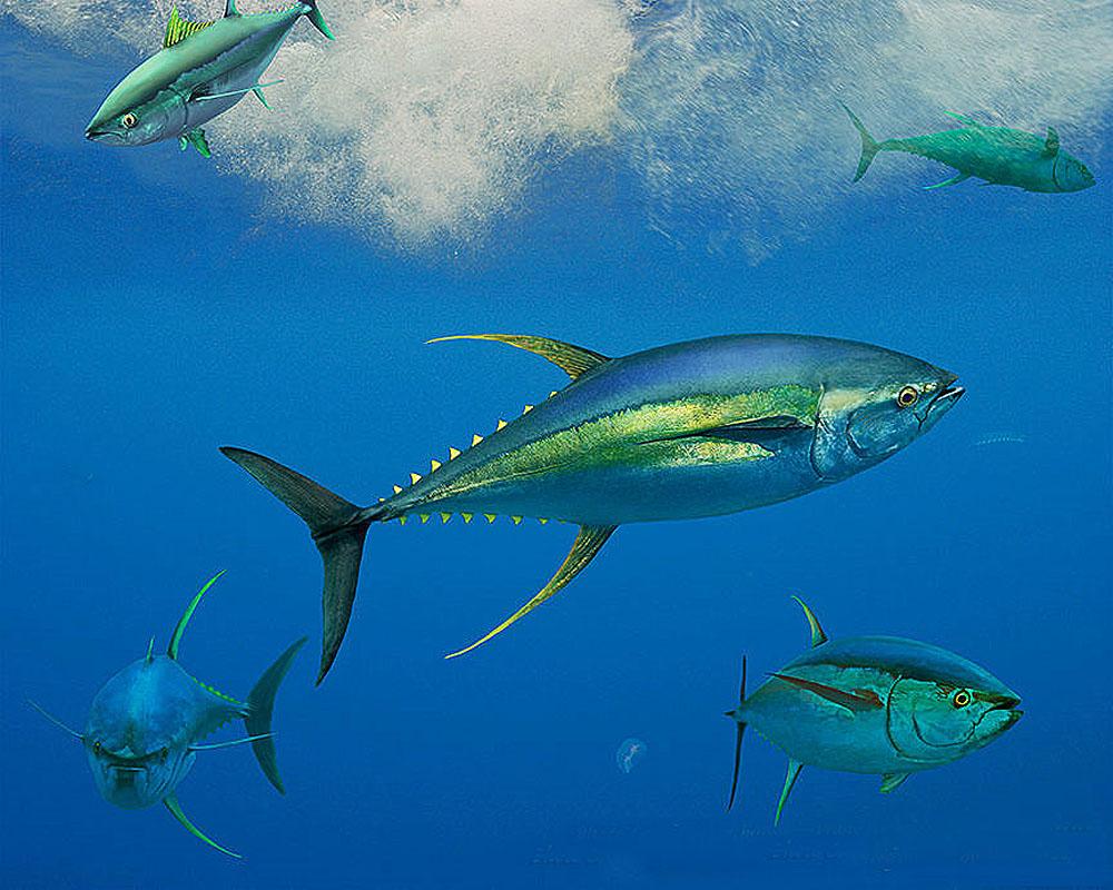 Hawaii Fishermen Allowed To Resume Catching Bigeye Tuna