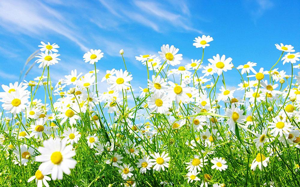 Scientists: Spring To Begin Three Weeks Earlier In US