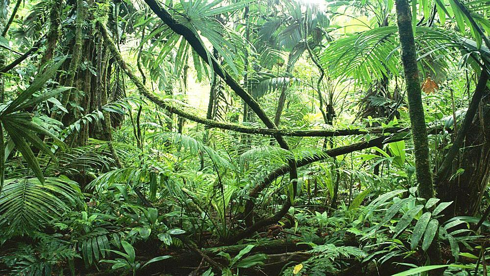 Study: Vines Strangle Tropical Trees' Carbon Storage Ability