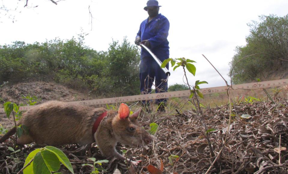 Mozambique To Turn Old Ammunition Depot
