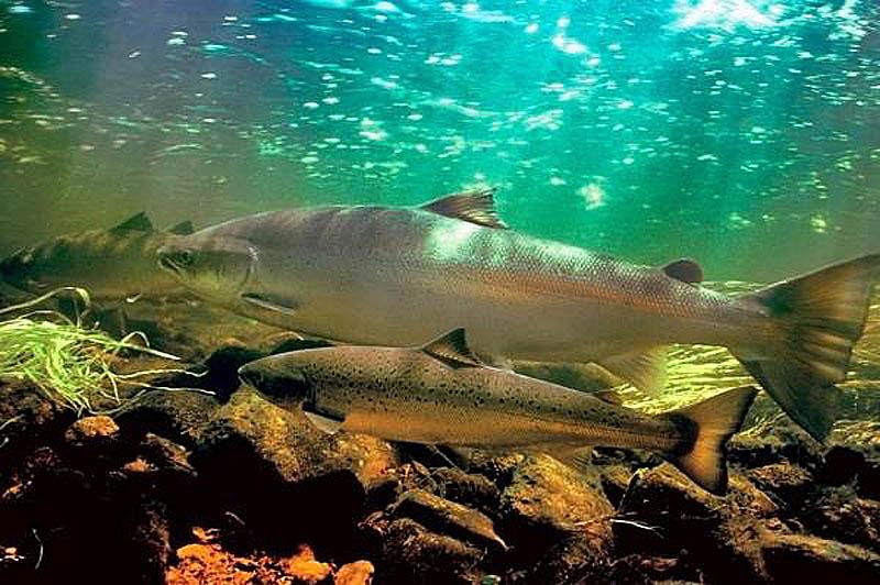 Coho Salmon Endangered By Toxic Runoff