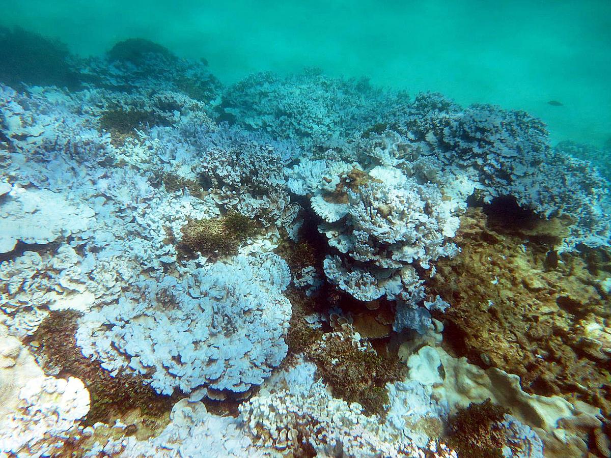 Coral Bleaching Is Expanding Into The Caribbean