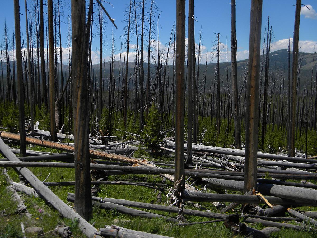 Study: Wildfires Will Continue To Increase With Warming Climate