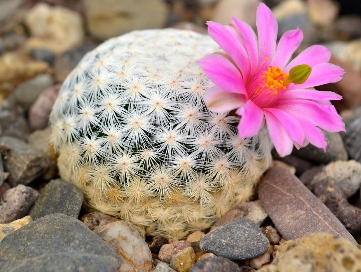 One-Third Of All Cactus Species Are Threatened With Extinction