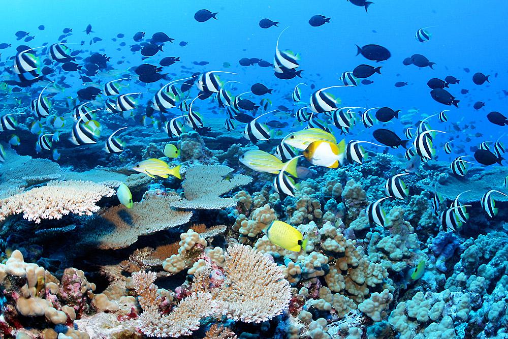 Obama Designates Two New National Marine Sanctuaries