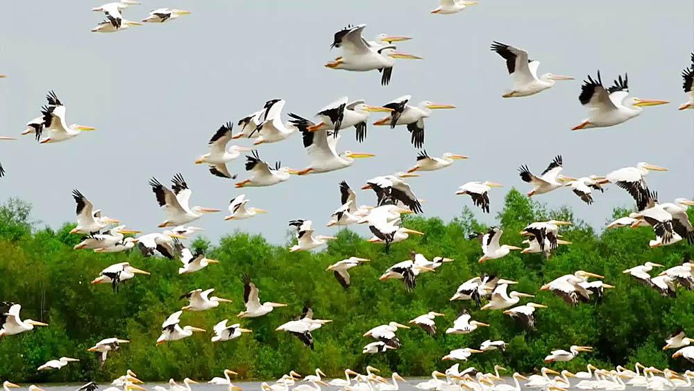 Feds: Difficult To Prosecute Companies Over Migratory Bird Deaths