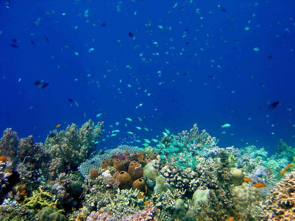 Corals Also Need A Balanced Diet