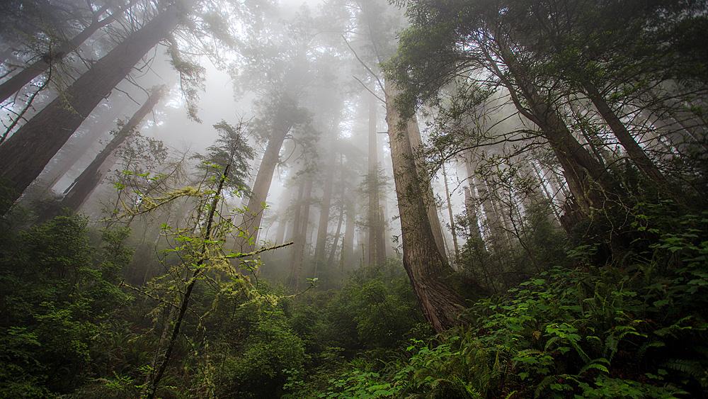 Study: Forests Can't Absorb As Much Carbon As Predicted