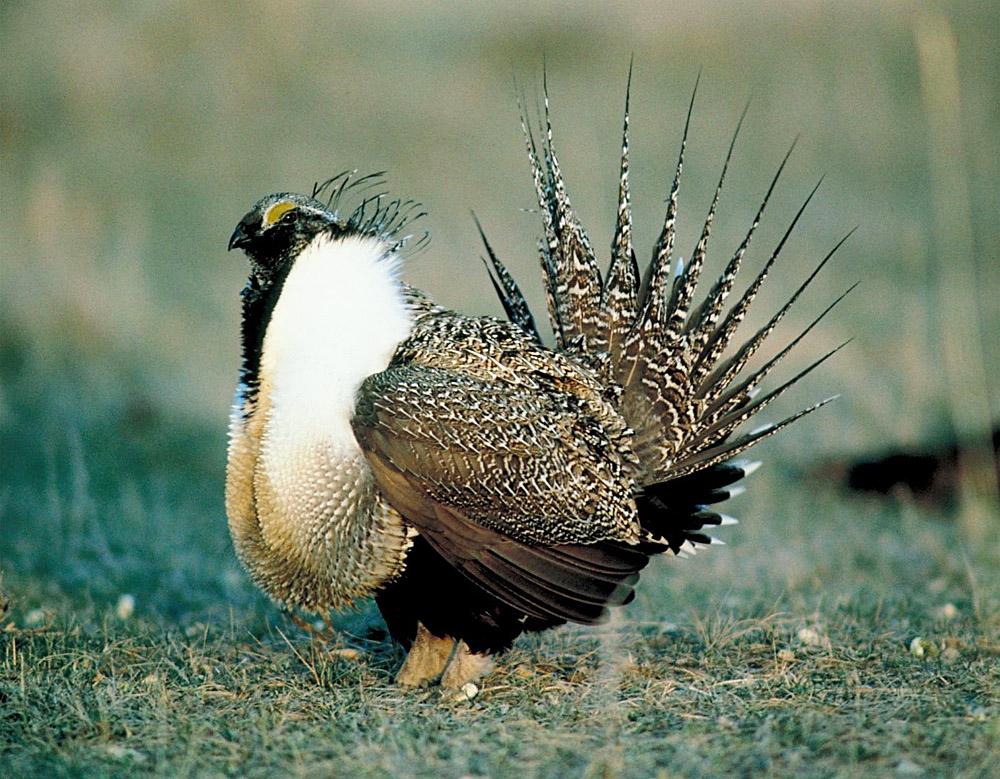 US Rejects Greater Sage Grouse Protections