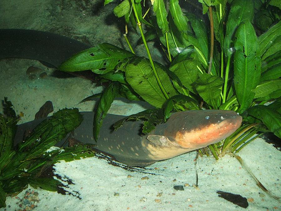 Decision Expected Soon On Endangered Status Of American Eels