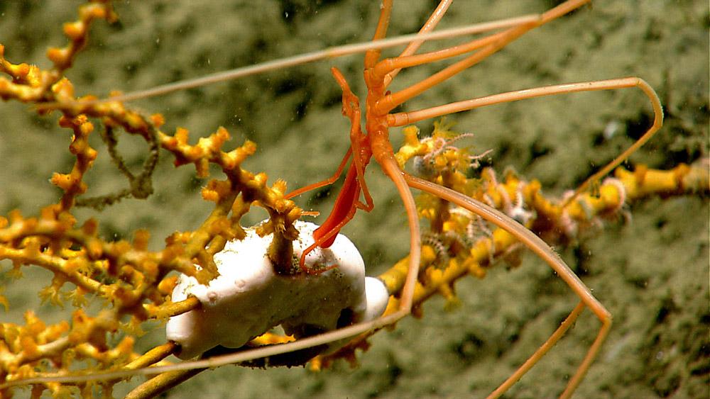 Conservationists Push For Atlantic Ocean National Monument
