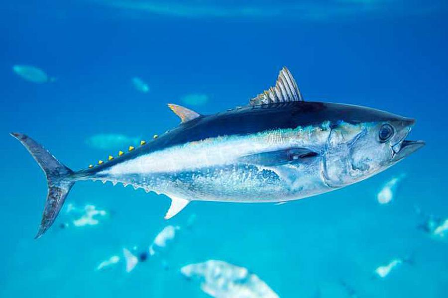 Group Fails To Reach Agreement To Save Bluefin Tuna