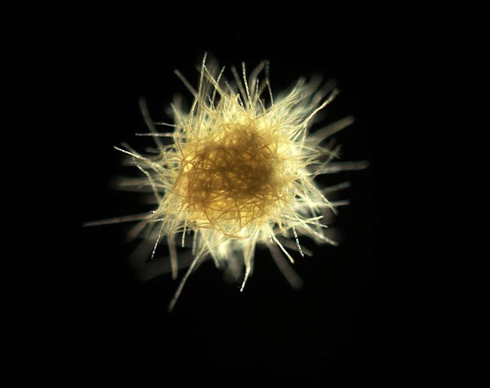 Climate Change Will Force Ocean Bacteria Into Irreversible Overdrive