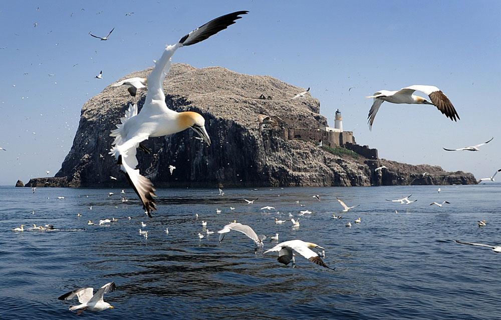 Ninety Percent Of Seabirds Have Plastic In Their Guts