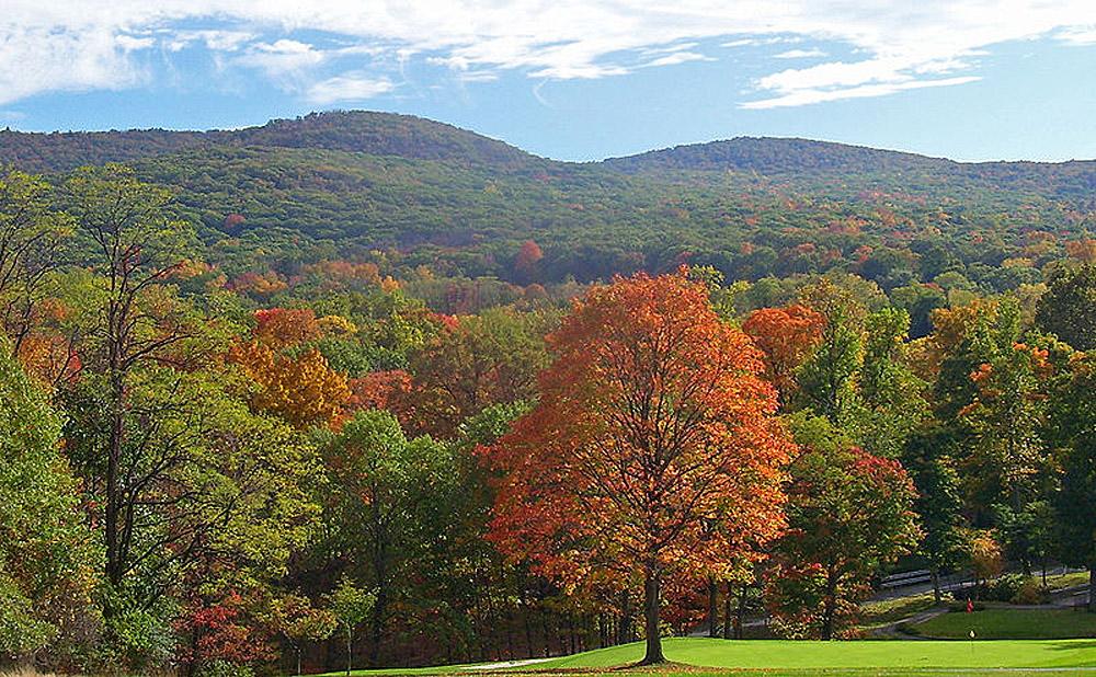 Severe Weather Is Threatening The World's Temperate Forests