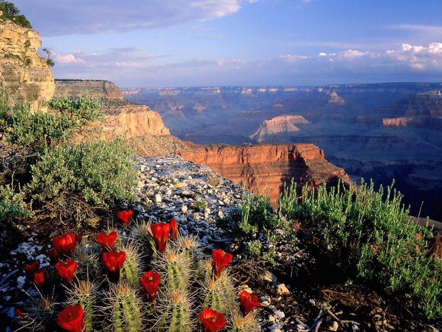 Plants And Animals At Grand Canyon Accumulating Mercury Contamination