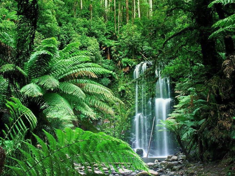 Study: Tropical Forests Disappearing Faster Than Expected
