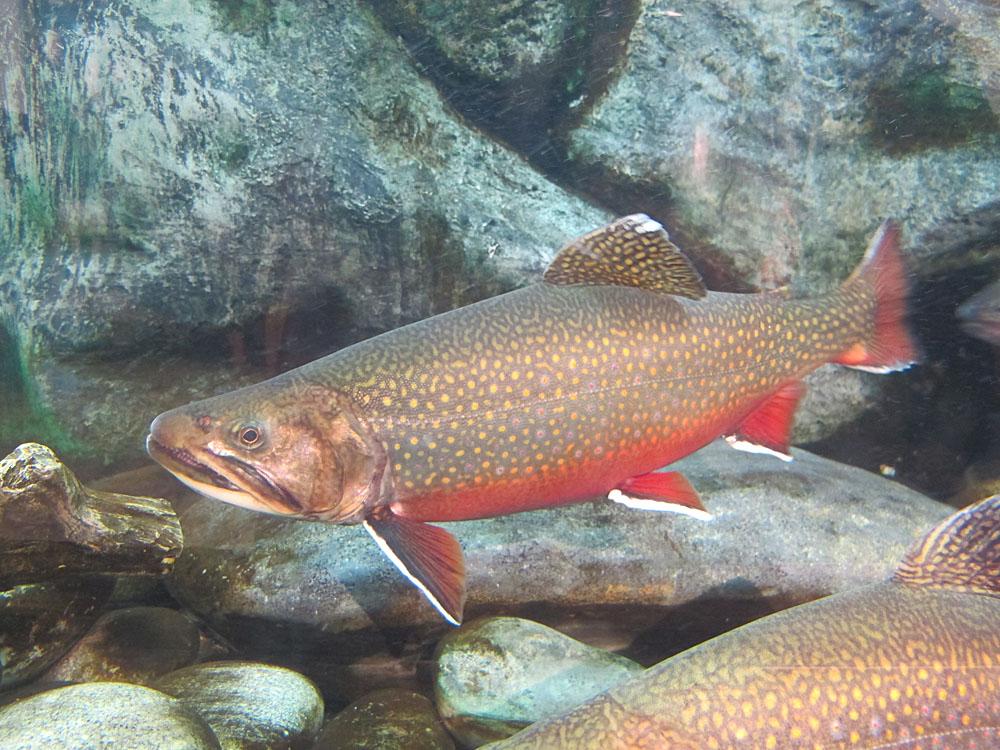 Warming Temperatures Are Forcing Eastern Brook Trout To Relocate