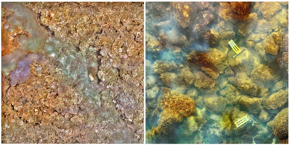 Carbon Dioxide-Spewing Volcano Seen Killing Coral Reefs