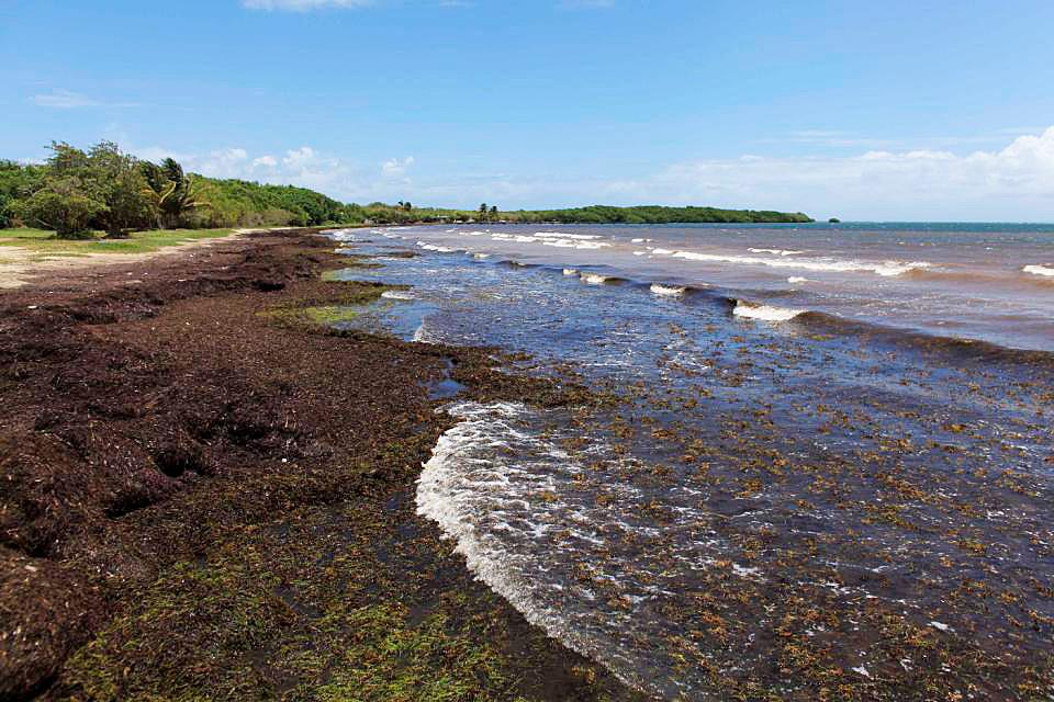 Mats Of Decaying Seaweed Piling Up On Caribbean Beaches