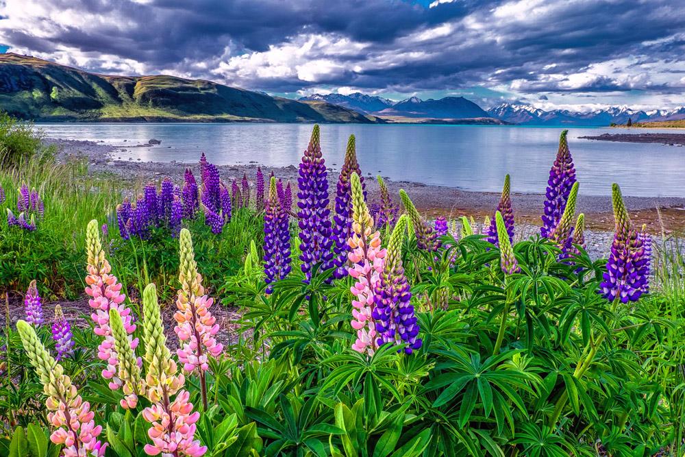 Study: Many Tropical And Mountaintop Plants Won't Survive