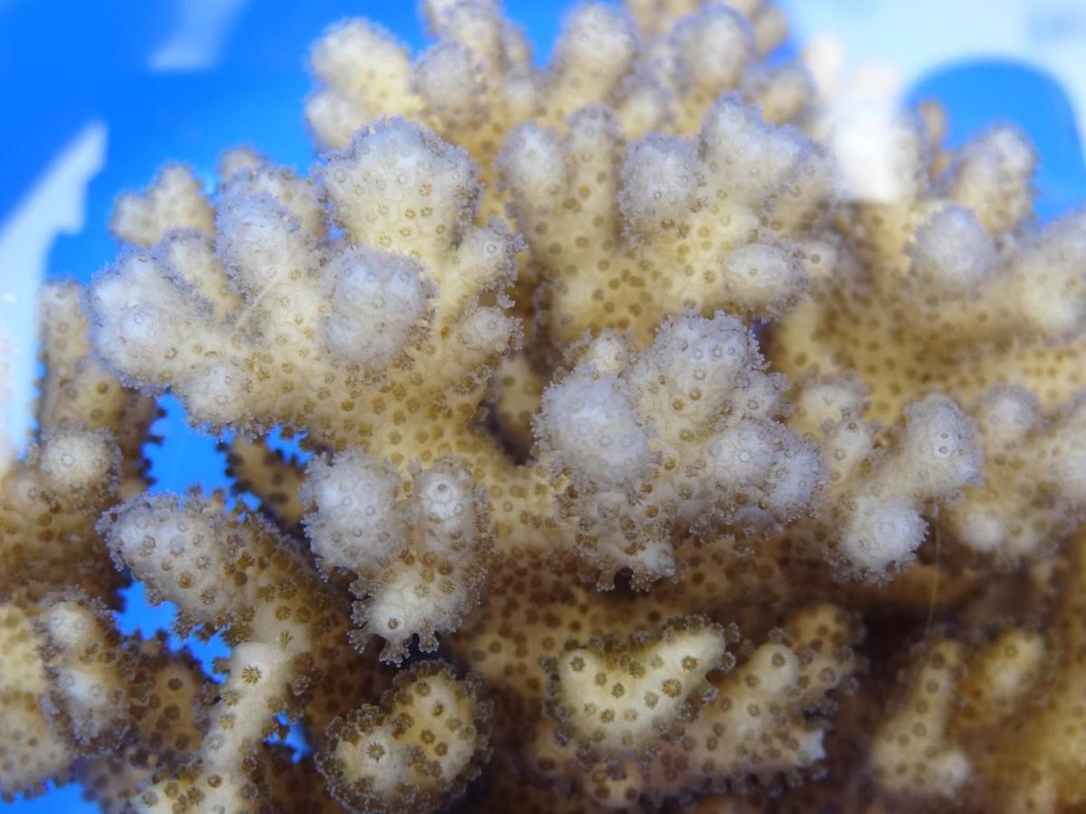 Adult Corals Give Their Offspring Skills Necessary To Survive