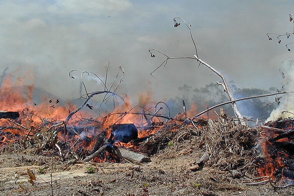Amazon Fire Risk Differs Across East-West Divide