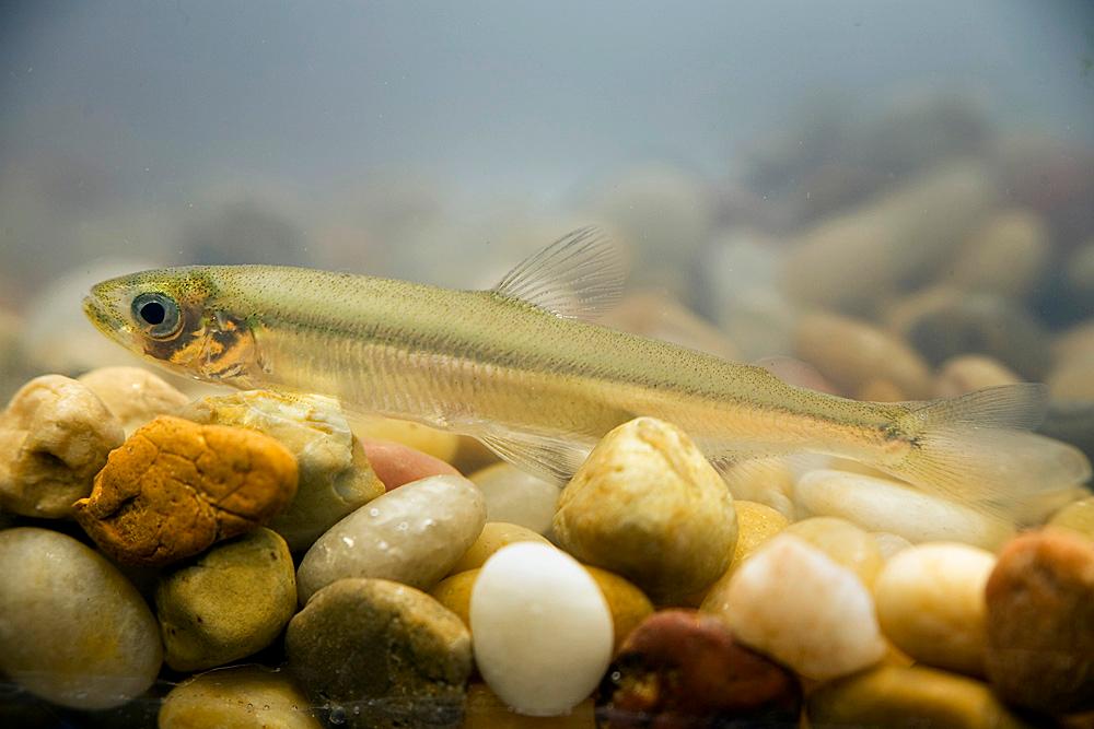Delta Smelt Endangered By California Drought