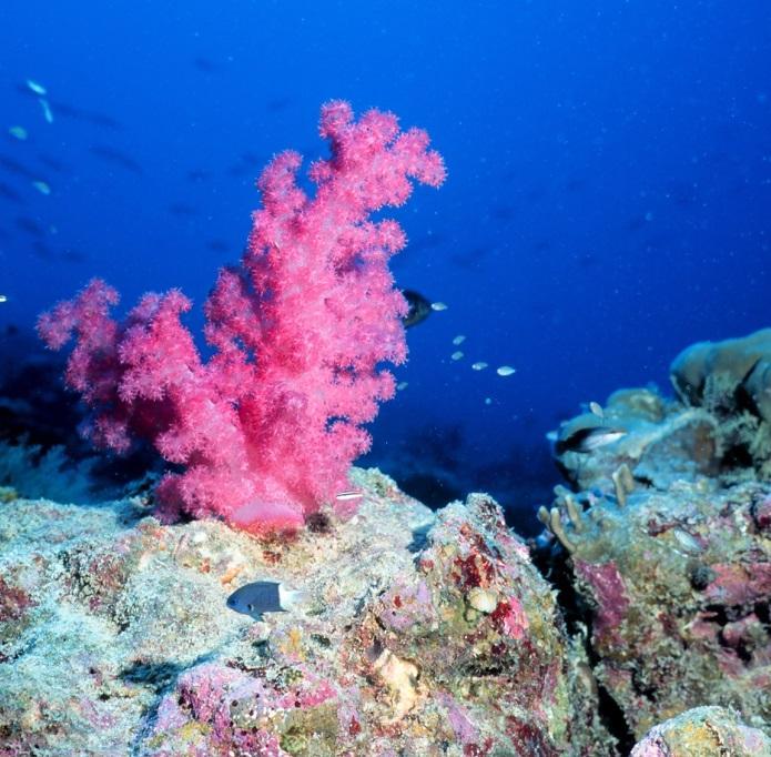 The Ocean Legacy Of Greenhouse Gases