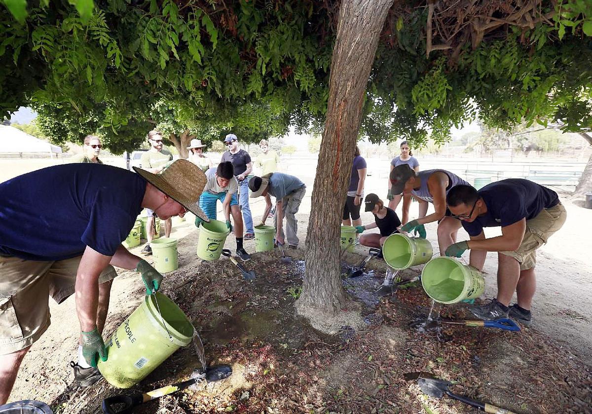 City Trees In California Are Being Neglected During Drought