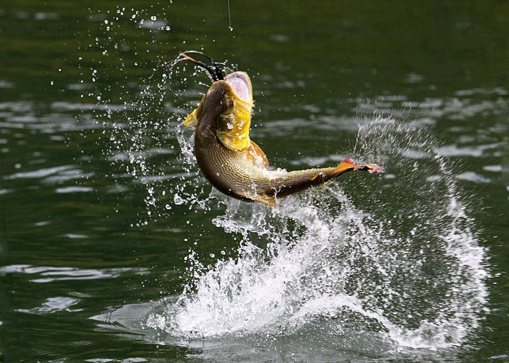 Most People Are Unaware Of Dangerous Mercury Levels In Some Fish