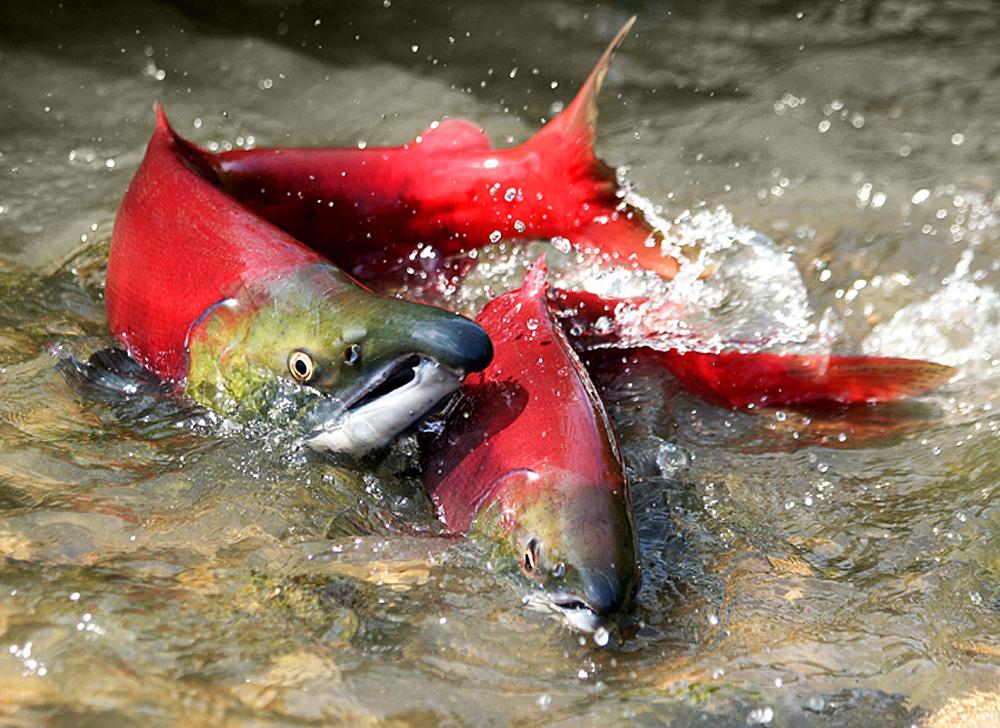 Proposed natural gas plant poses risk to salmon