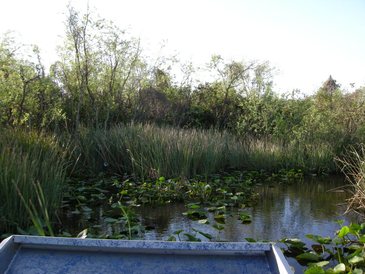 Microorganisms Regulate Methane Emissions from Wetlands