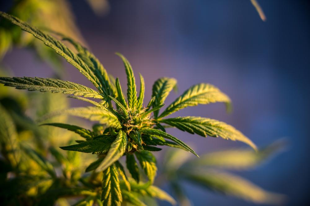 Study: Illegal Pot Growing is Hurting the Environment