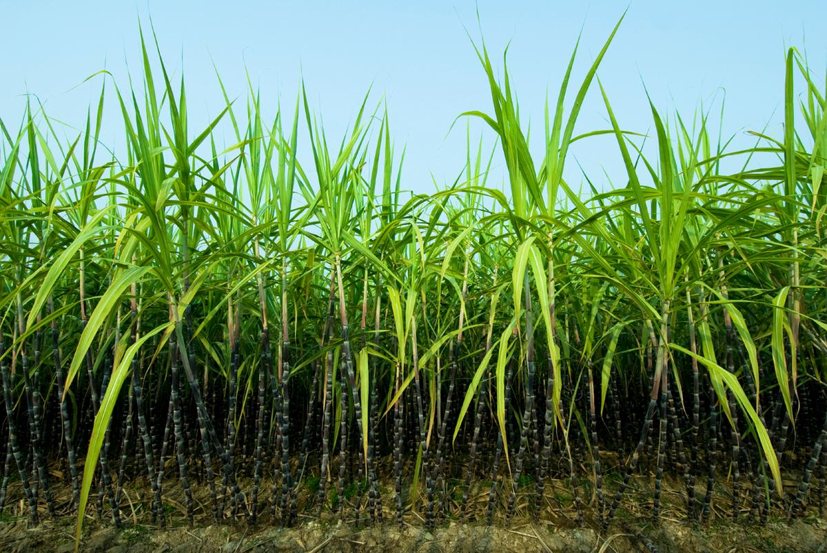 Jet Fuel Derived from Sugarcane Shrinks Airplane Emissions