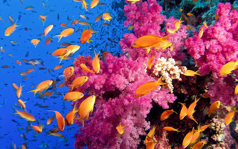 Climate Geoengineering May Save Coral Reefs