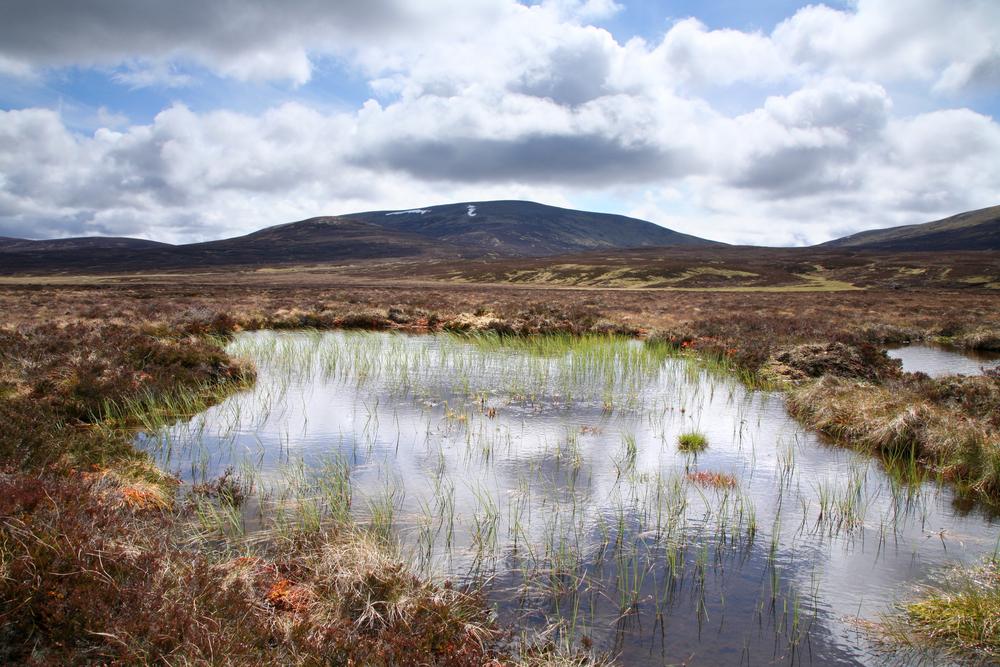 Carbon Emissions From Peatlands Lower Than Expected