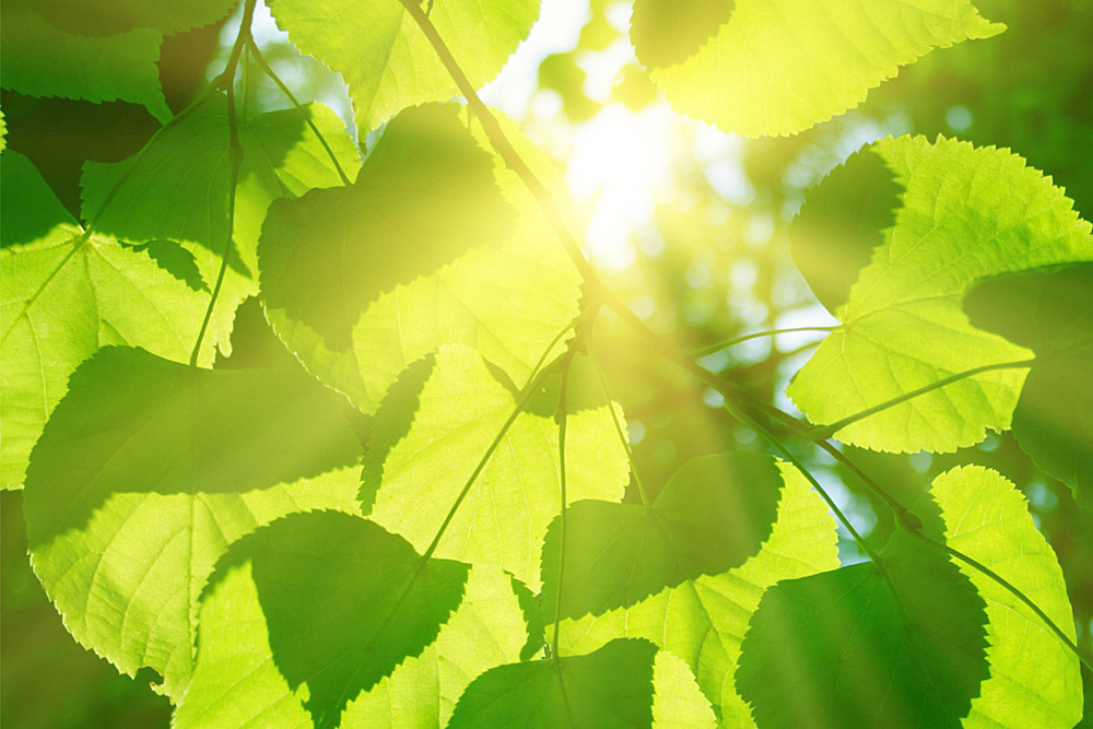 Scientists capture images of photosynthesis in action