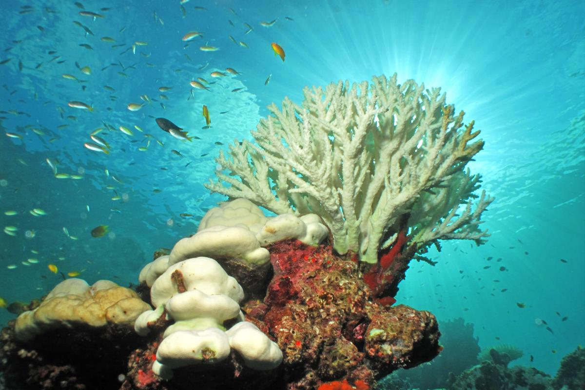 Hawaii develops a plan to fight coral bleaching