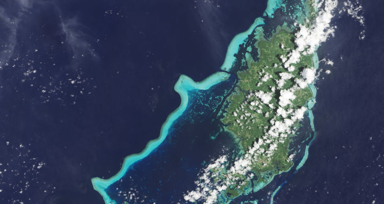 Colonies Of Coral Polyps