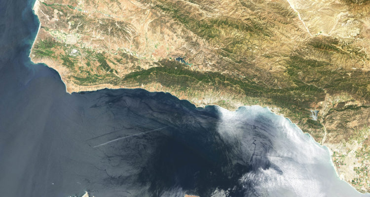 Floating Forests Off The California Coast