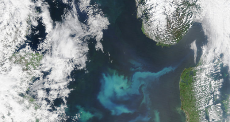 The North Sea Abloom