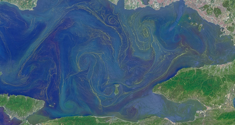 Blooms In The Sea Of Marmara
