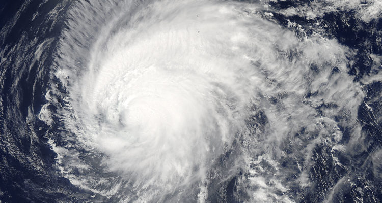 Typhoon Dolphin