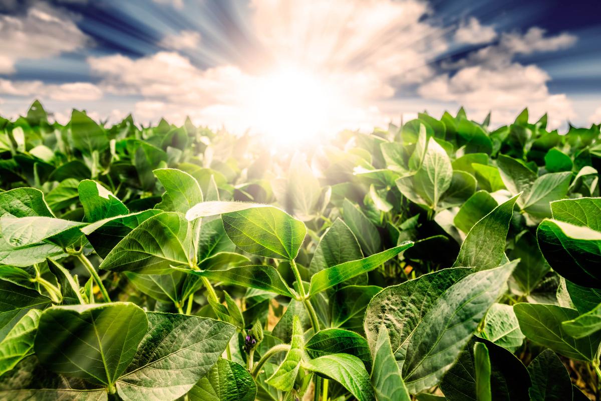 Breakthrough in growing soybeans could help feed the world