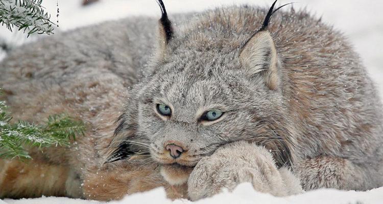 Judge: US should reconsider Canadian lynx habitat