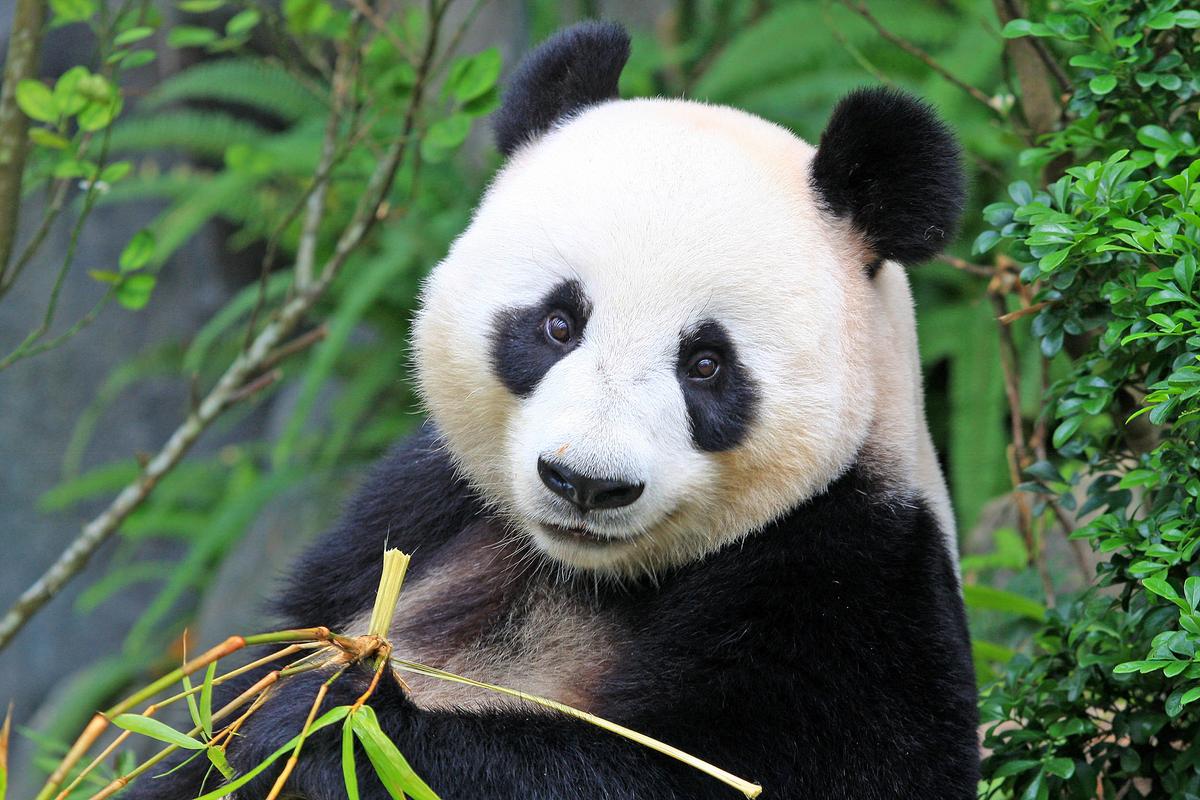 Panda bears' black and white fur is used for both communication and camouflage